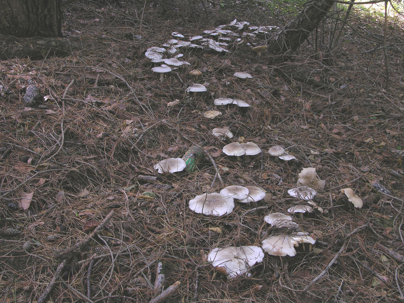 Clitocybe nebularis